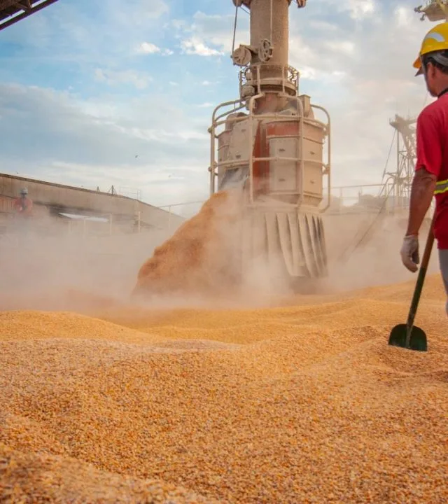 Grain and fertilizers hygroscopic nature odor insect infestation
