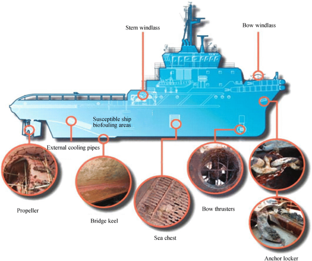 Hull Grooming vs Hull Cleaning